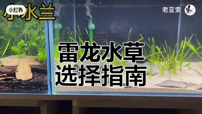 如何選擇適合龍魚缸的水草？，龍魚缸水草多久換一次，三種超耐養的寶藏水草