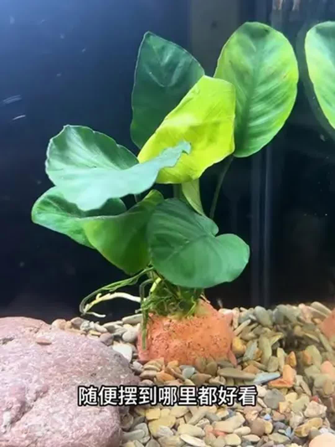 如何選擇適合龍魚缸的水草？，龍魚缸水草多久換一次，三種超耐養的寶藏水草