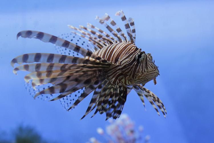 紅頭獅子魚圖片，紅頭獅子魚:好看到不真實,卻毒得離譜