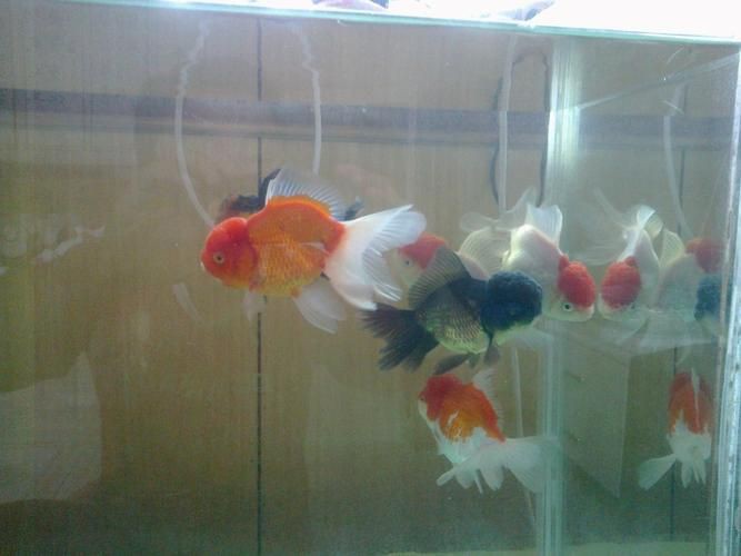 紅頭獅子魚圖片，紅頭獅子魚:好看到不真實,卻毒得離譜