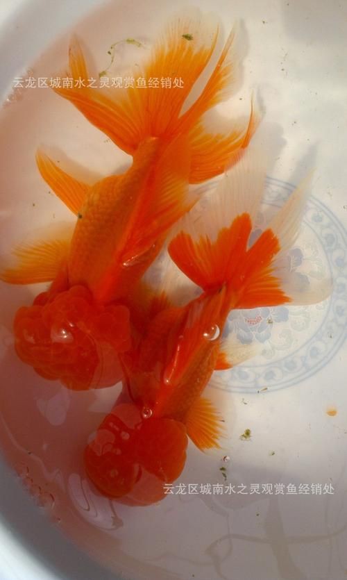 紅頭獅子魚圖片，紅頭獅子魚:好看到不真實,卻毒得離譜