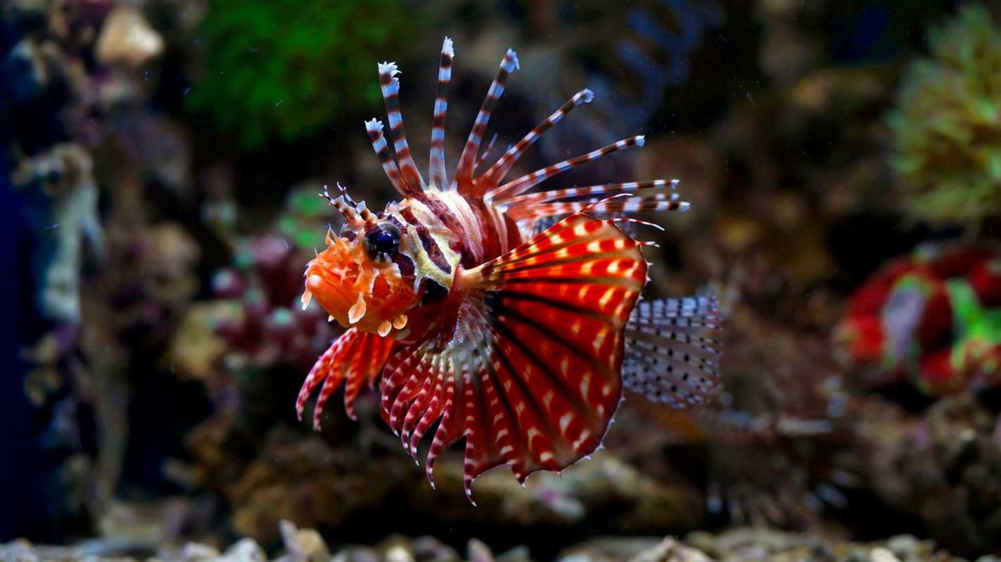 紅頭獅子魚圖片，紅頭獅子魚:好看到不真實,卻毒得離譜
