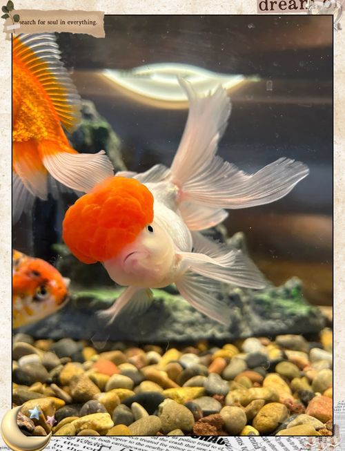 紅頭獅子魚圖片，紅頭獅子魚:好看到不真實,卻毒得離譜