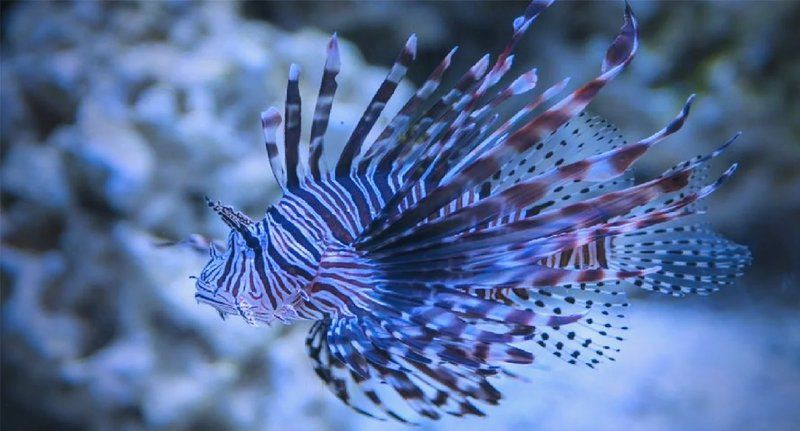 紅頭獅子魚圖片，紅頭獅子魚:好看到不真實,卻毒得離譜