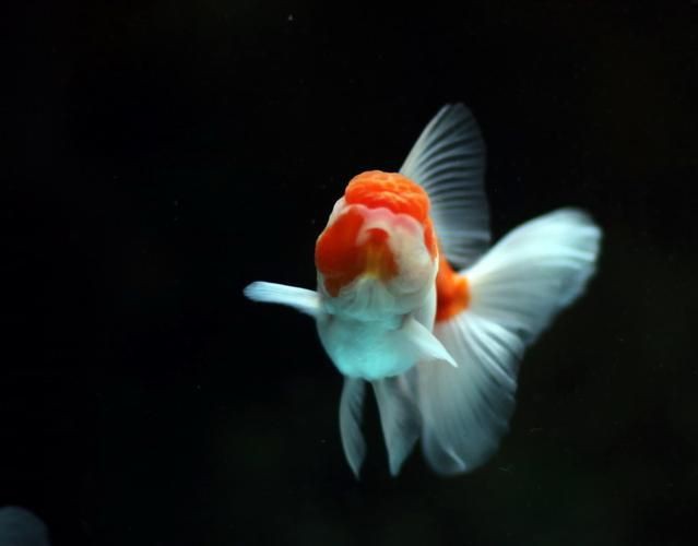 紅頭獅子魚圖片，紅頭獅子魚:好看到不真實,卻毒得離譜