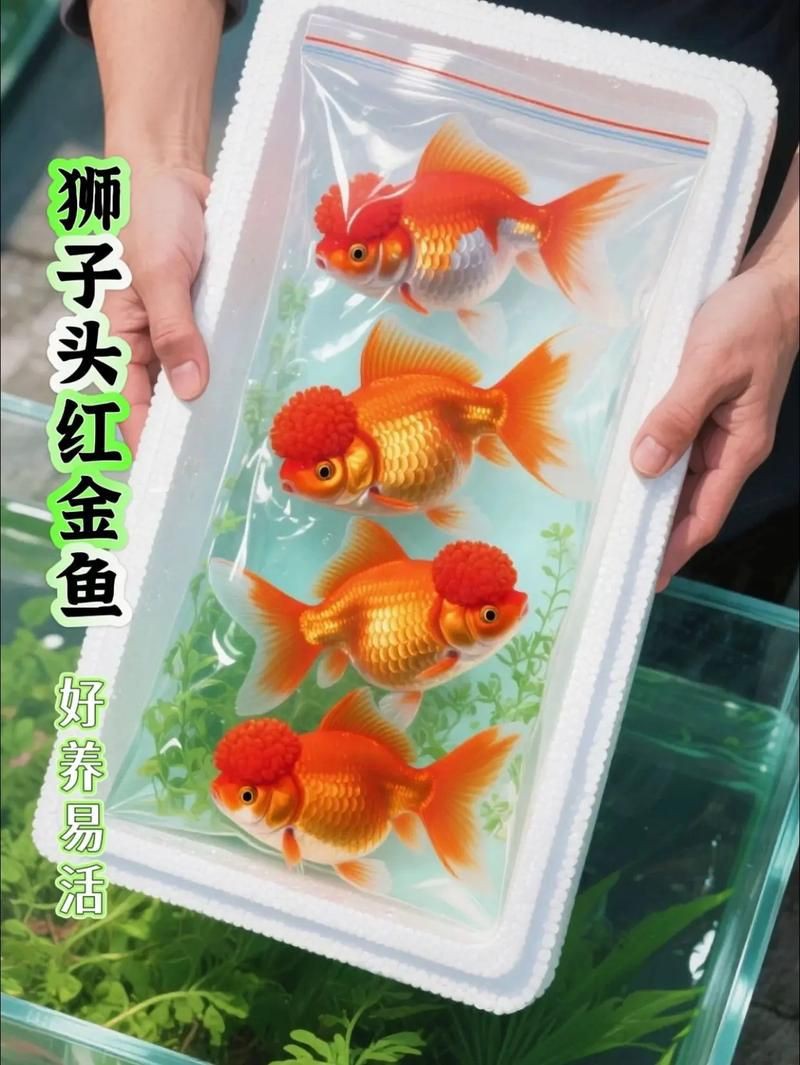 紅頭獅子魚圖片，紅頭獅子魚:好看到不真實,卻毒得離譜