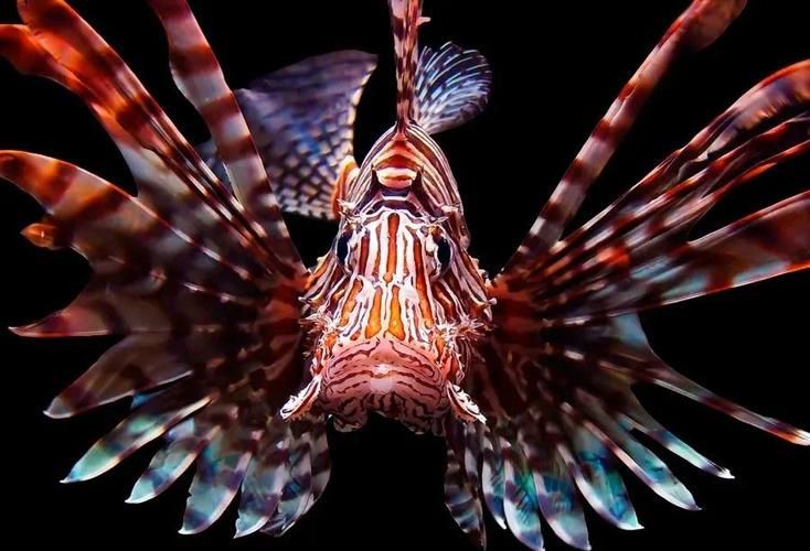 紅頭獅子魚圖片，紅頭獅子魚:好看到不真實,卻毒得離譜