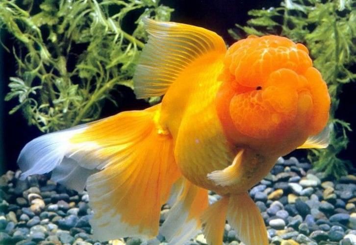 紅頭獅子魚圖片，紅頭獅子魚:好看到不真實,卻毒得離譜