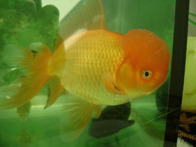 紅頭獅子魚圖片，紅頭獅子魚:好看到不真實,卻毒得離譜