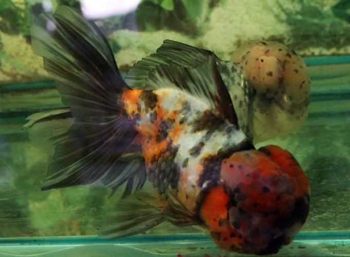 紅頭獅子魚圖片，紅頭獅子魚:好看到不真實,卻毒得離譜