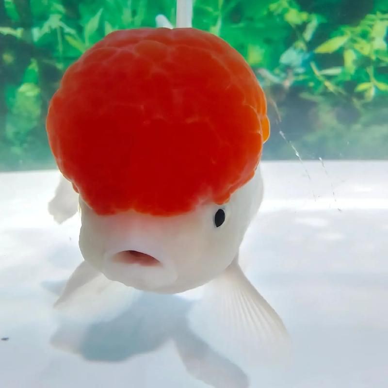 紅頭獅子魚圖片，紅頭獅子魚:好看到不真實,卻毒得離譜