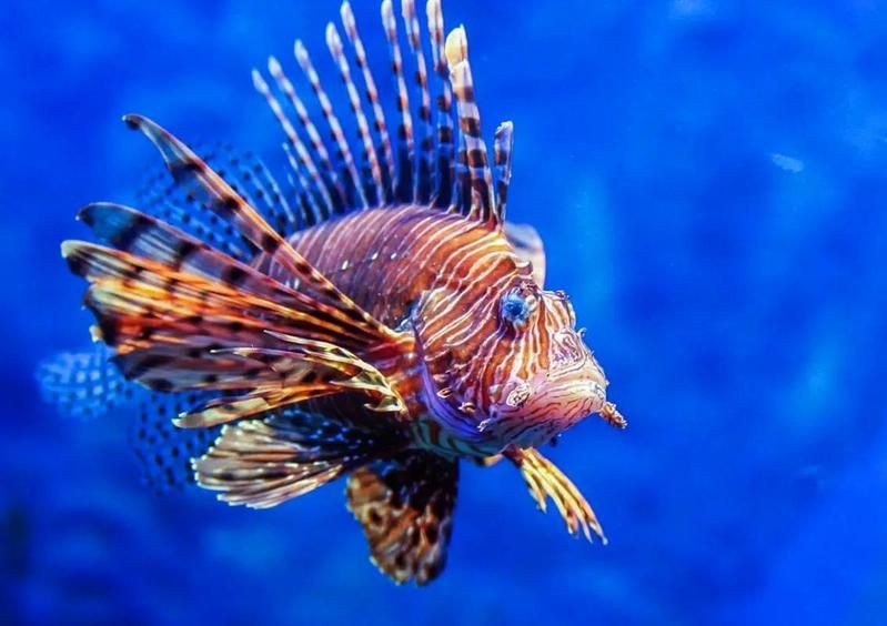 紅頭獅子魚圖片，紅頭獅子魚:好看到不真實,卻毒得離譜