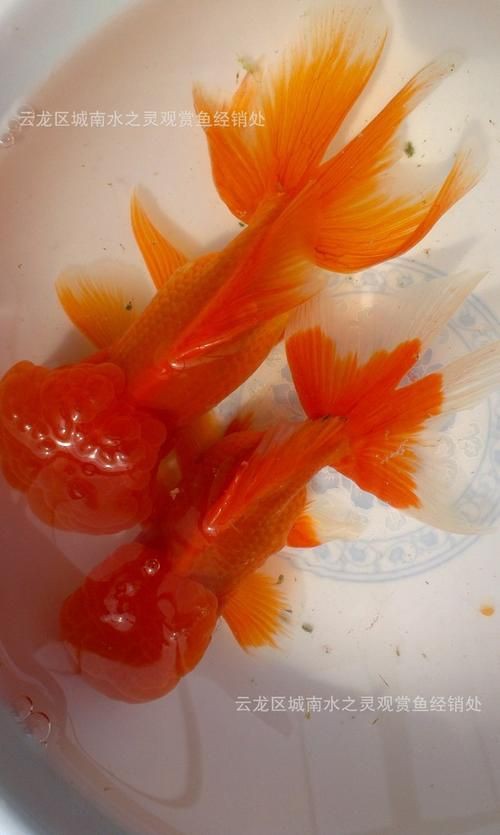 紅頭獅子魚圖片，紅頭獅子魚:好看到不真實,卻毒得離譜
