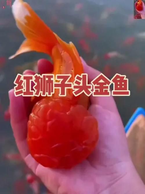 紅頭獅子魚圖片，紅頭獅子魚:好看到不真實,卻毒得離譜