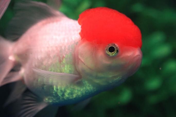 紅頭獅子魚圖片，紅頭獅子魚:好看到不真實,卻毒得離譜