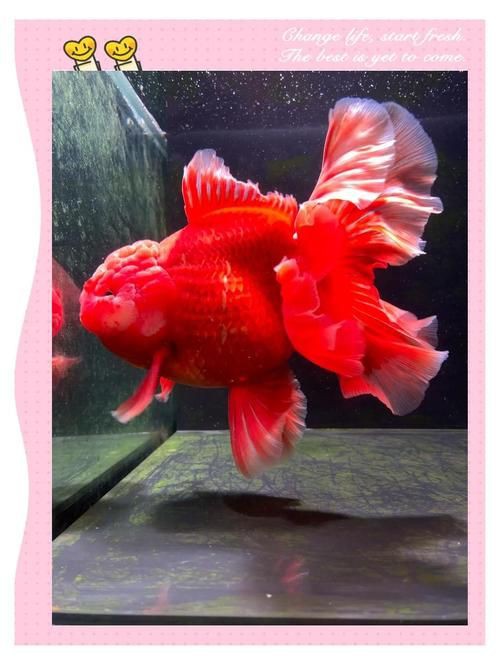 紅頭獅子魚圖片，紅頭獅子魚:好看到不真實,卻毒得離譜