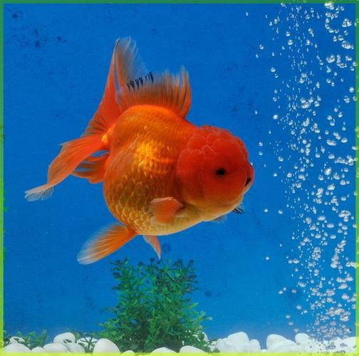 紅頭獅子魚圖片，紅頭獅子魚:好看到不真實,卻毒得離譜