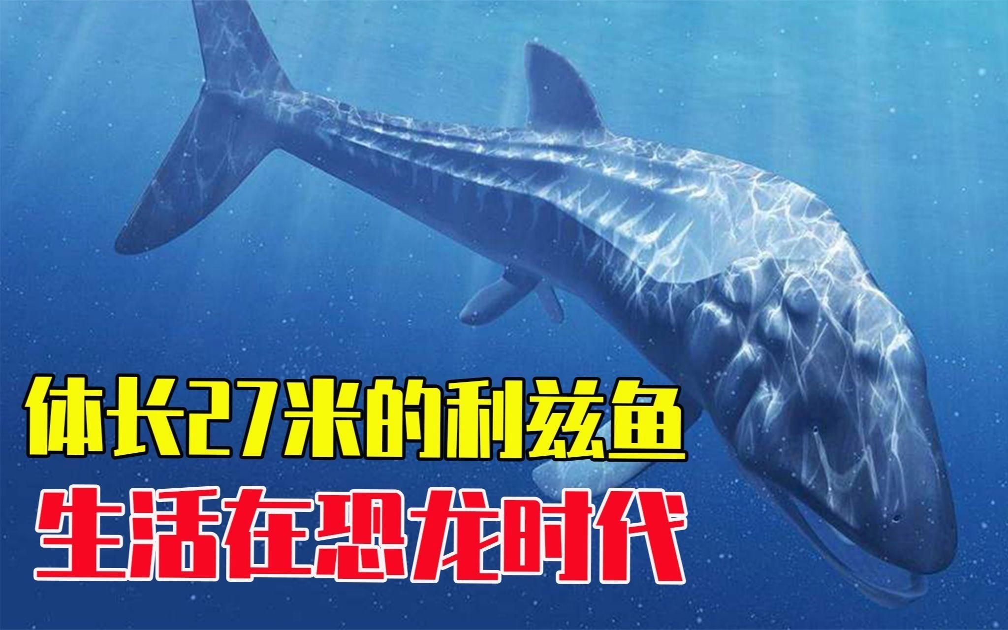 利茲魚(yú)，《方舟生存進(jìn)化》利茲魚(yú)