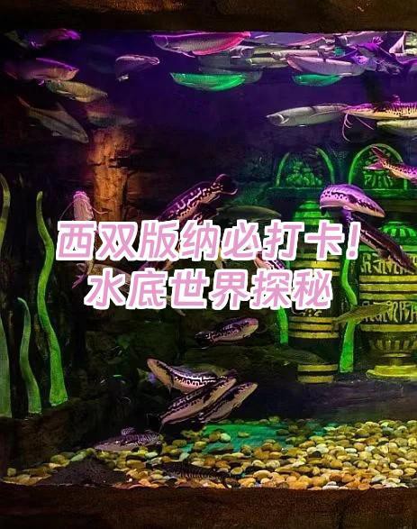 景洪水族店，景洪水族店和浩瀚水族館的區別 景洪水族店，景洪水族店和浩瀚水族館的區別 全國水族館企業名錄 第1張