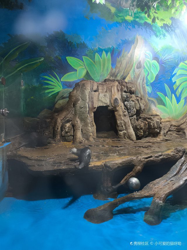 景洪水族店，景洪水族店和浩瀚水族館的區別 景洪水族店，景洪水族店和浩瀚水族館的區別 全國水族館企業名錄 第4張