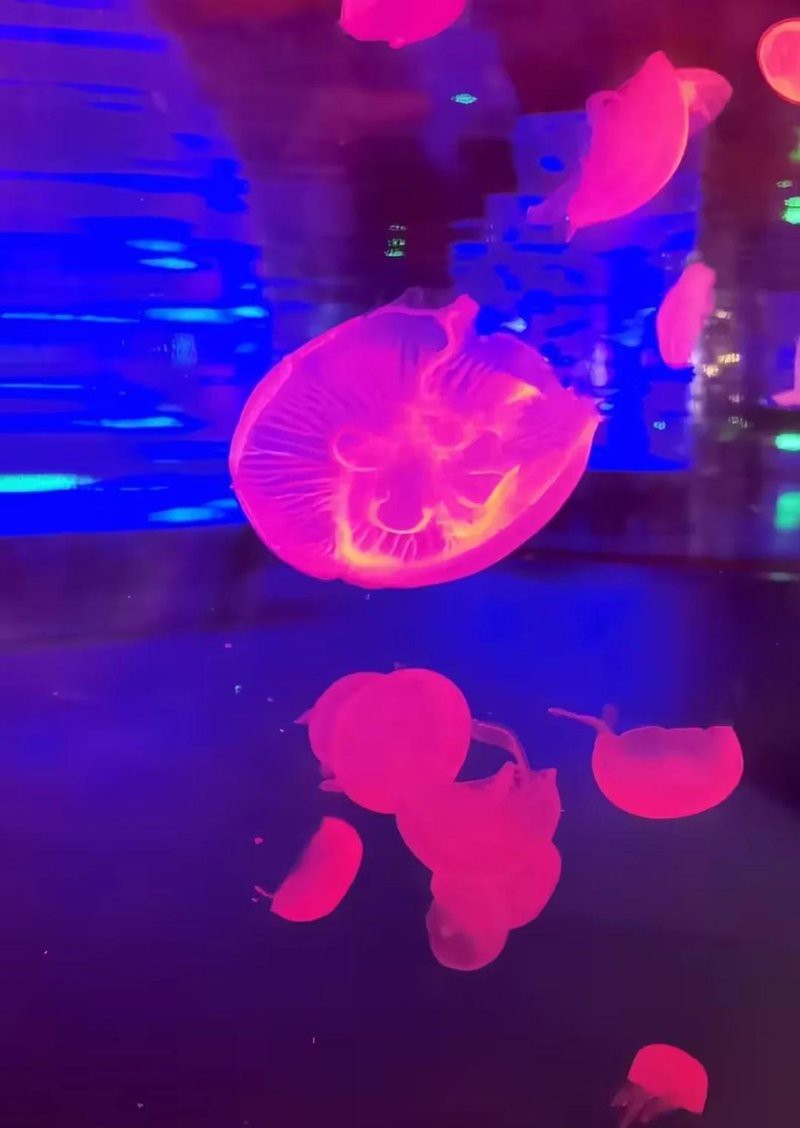 景洪水族店，景洪水族店和浩瀚水族館的區別 景洪水族店，景洪水族店和浩瀚水族館的區別 全國水族館企業名錄 第5張