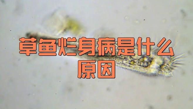 爛身病對魚類的危害有多大？，加州鱸魚爛身病是什么原因研途栗子