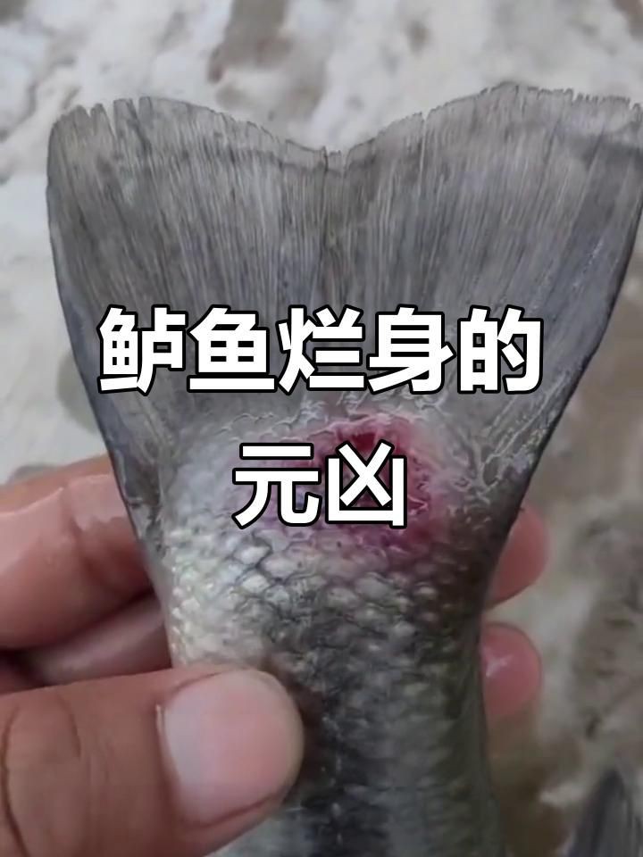 爛身病對魚類的危害有多大？，加州鱸魚爛身病是什么原因研途栗子