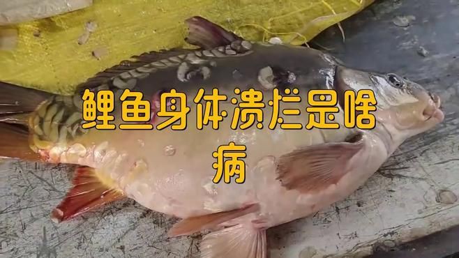 爛身病對魚類的危害有多大？，加州鱸魚爛身病是什么原因研途栗子