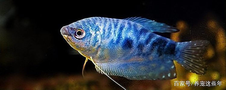 養(yǎng)藍(lán)曼龍魚的十大禁忌，養(yǎng)殖藍(lán)曼龍的注意事項(xiàng) 養(yǎng)藍(lán)曼龍魚的十大禁忌，養(yǎng)殖藍(lán)曼龍的注意事項(xiàng) 龍魚論壇 第9張
