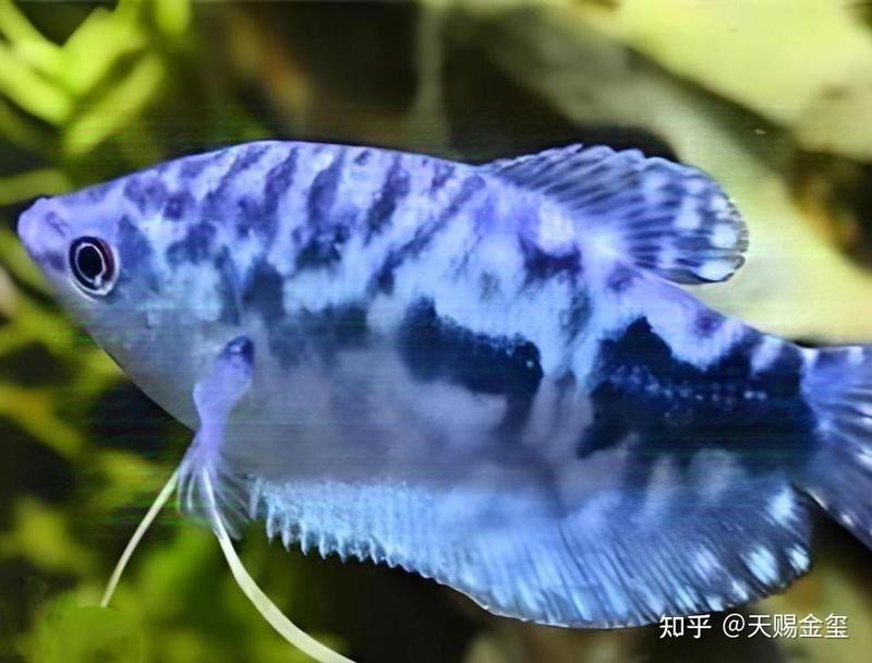養(yǎng)藍(lán)曼龍魚的十大禁忌，養(yǎng)殖藍(lán)曼龍的注意事項(xiàng) 養(yǎng)藍(lán)曼龍魚的十大禁忌，養(yǎng)殖藍(lán)曼龍的注意事項(xiàng) 龍魚論壇 第8張