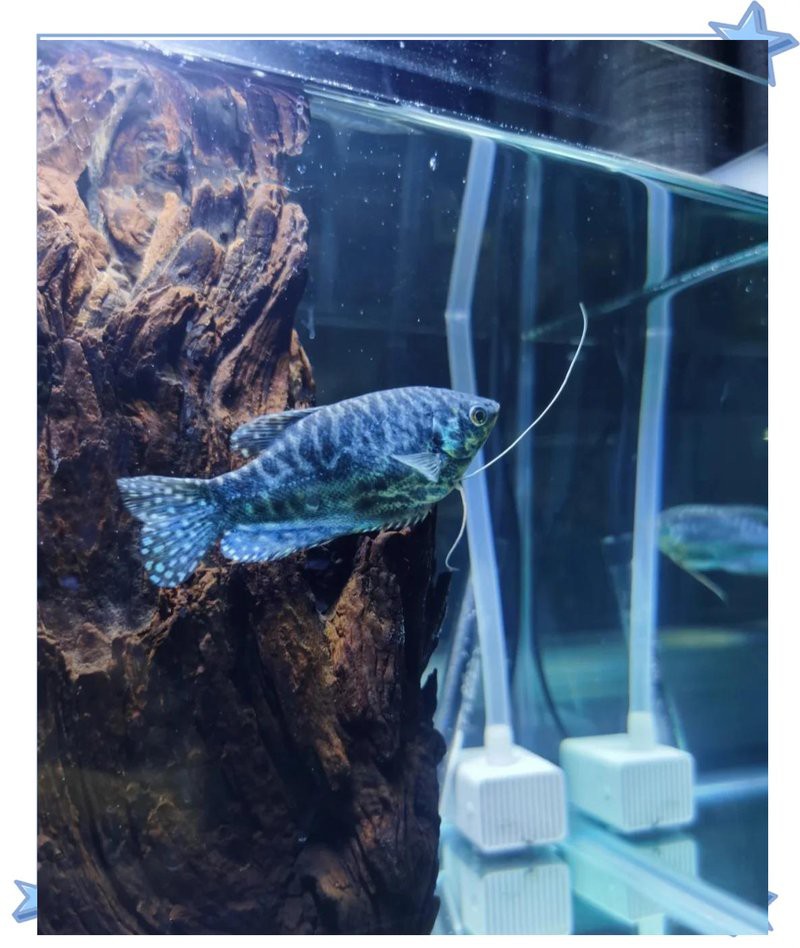 養(yǎng)藍(lán)曼龍魚的十大禁忌，養(yǎng)殖藍(lán)曼龍的注意事項(xiàng) 養(yǎng)藍(lán)曼龍魚的十大禁忌，養(yǎng)殖藍(lán)曼龍的注意事項(xiàng) 龍魚論壇 第6張