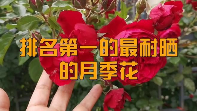 紅龍月季適合哪些地區種植？，紅色龍沙寶石月季的優缺點 紅龍月季適合哪些地區種植？，紅色龍沙寶石月季的優缺點 龍魚百科 第1張