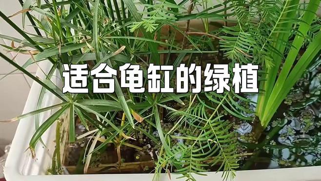哪些植物適合與假龍龜混養(yǎng)？，適合與假龍龜混養(yǎng)的植物