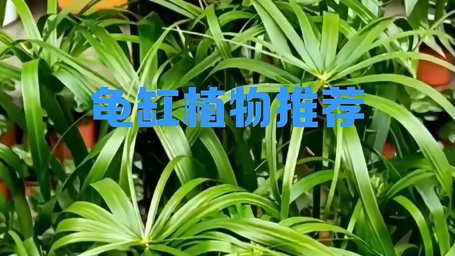 哪些植物適合與假龍龜混養(yǎng)？，適合與假龍龜混養(yǎng)的植物
