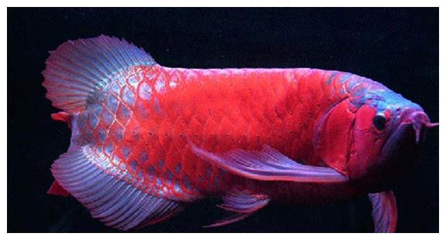 哪種龍魚粉色最稀有？，觀賞魚世界