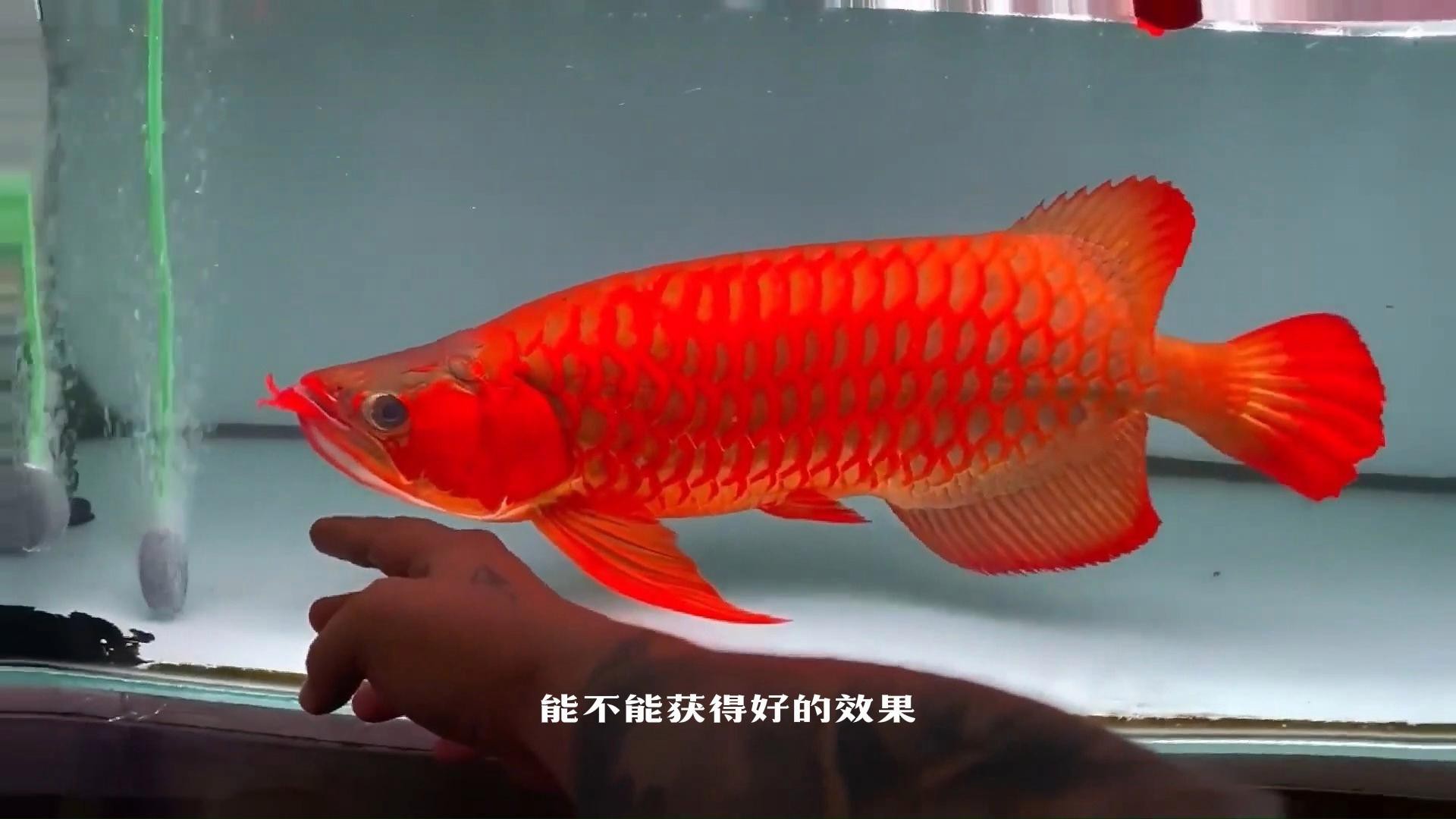 如何辨別龍魚的品質？，如何挑選優質紅龍魚掌握這些關鍵點避免選錯