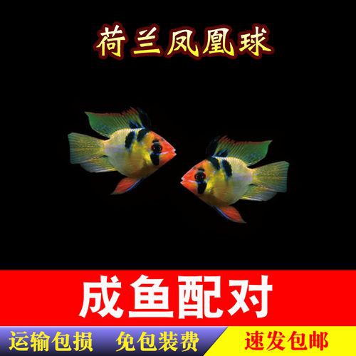 鳳凰球魚公母對照圖，鳳凰球魚的公母區分