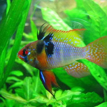 鳳凰球魚公母對照圖，鳳凰球魚的公母區分