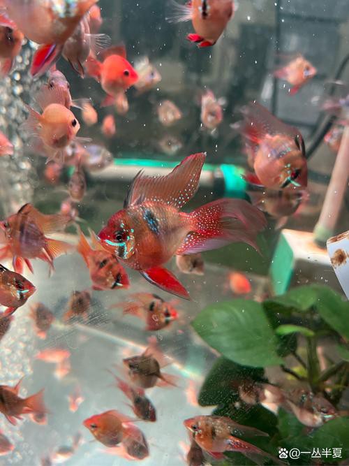 鳳凰球魚公母對照圖，鳳凰球魚的公母區分