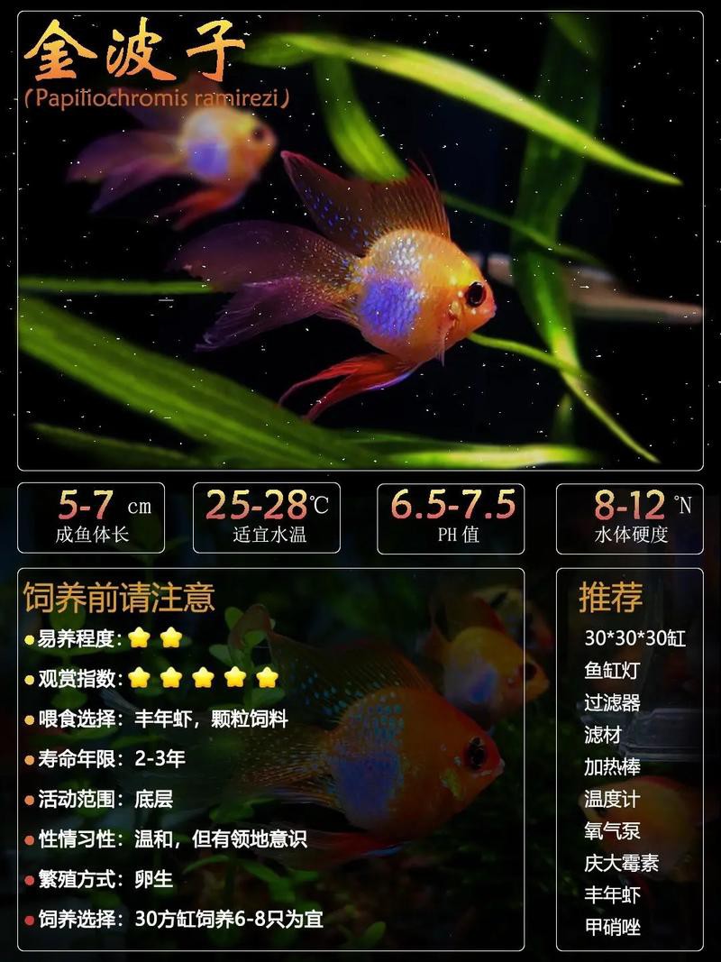 鳳凰球魚公母對照圖，鳳凰球魚的公母區分