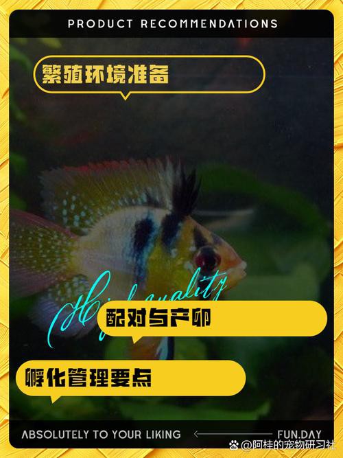 鳳凰球魚公母對照圖，鳳凰球魚的公母區分