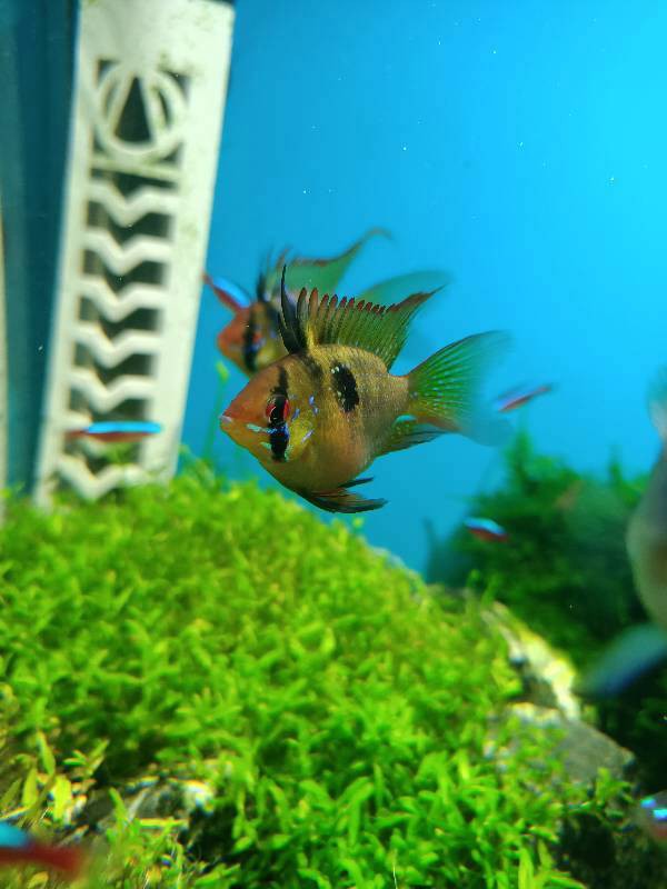 鳳凰球魚公母對照圖，鳳凰球魚的公母區分