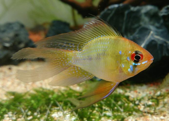 鳳凰球魚公母對照圖，鳳凰球魚的公母區分