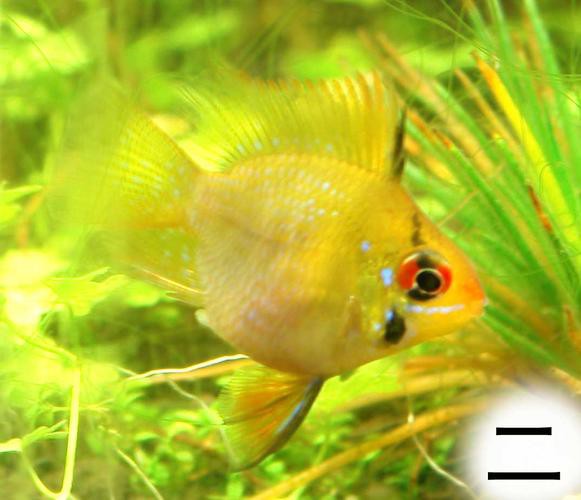 鳳凰球魚公母對照圖，鳳凰球魚的公母區分