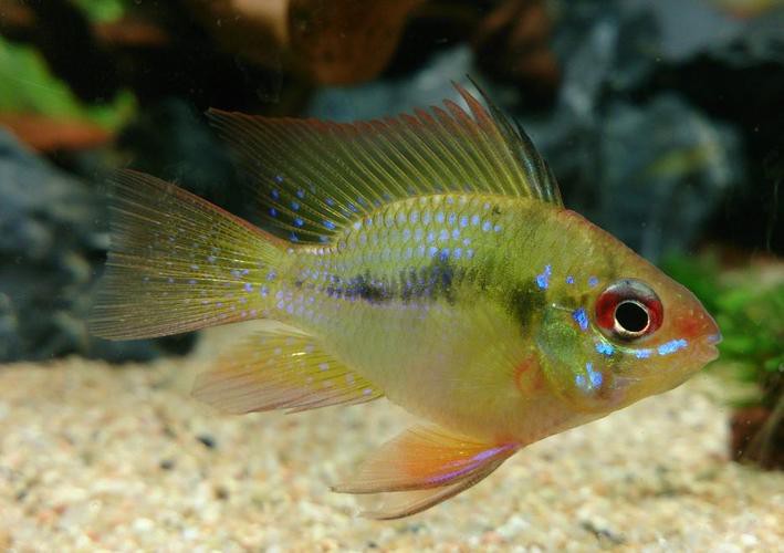 鳳凰球魚公母對照圖，鳳凰球魚的公母區分