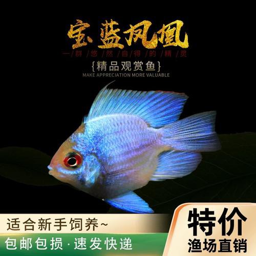 鳳凰球魚公母對照圖，鳳凰球魚的公母區分
