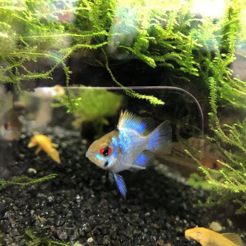 鳳凰球魚公母對照圖，鳳凰球魚的公母區分