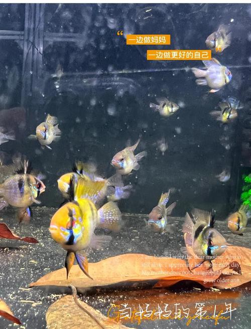 鳳凰球魚公母對照圖，鳳凰球魚的公母區分