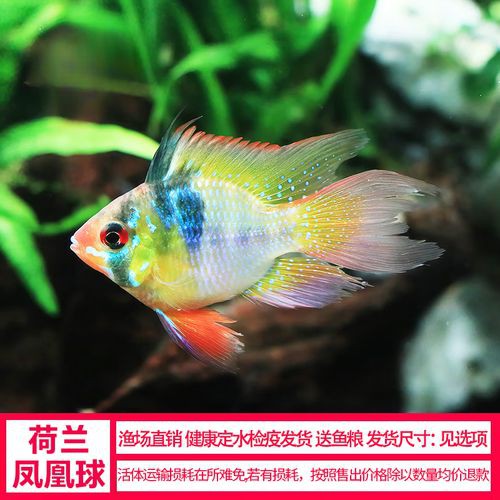 鳳凰球魚公母對照圖，鳳凰球魚的公母區分