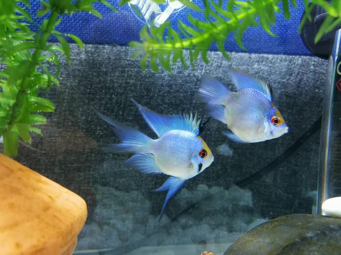鳳凰球魚公母對照圖，鳳凰球魚的公母區分